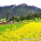 Lulang Forest